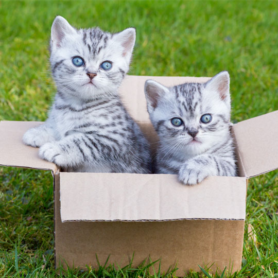 7 Loveable Reasons And 2 Videos Why Cats Love Boxes The Packaging Company