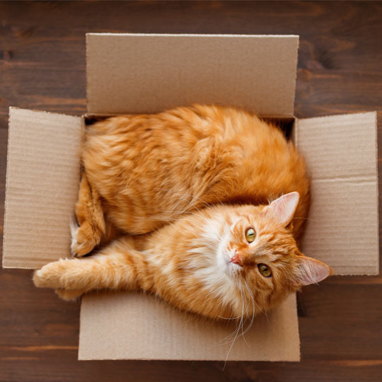 cats love boxes