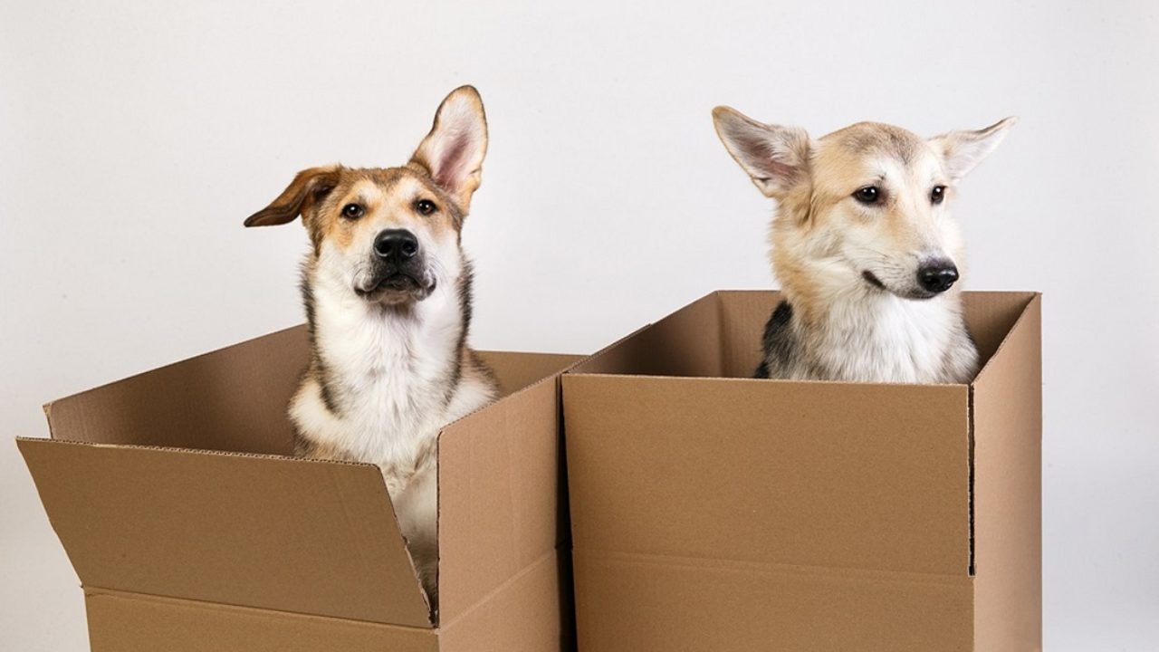 Cardboard Boxes and Your Animals - The Packaging Company